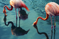 Two Flamingos